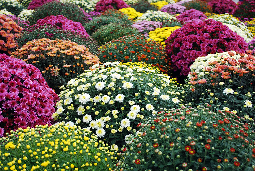 Pots plantes et fleurs